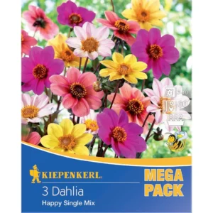 Dunkellaubige Beetdahlie Happy Single Mix