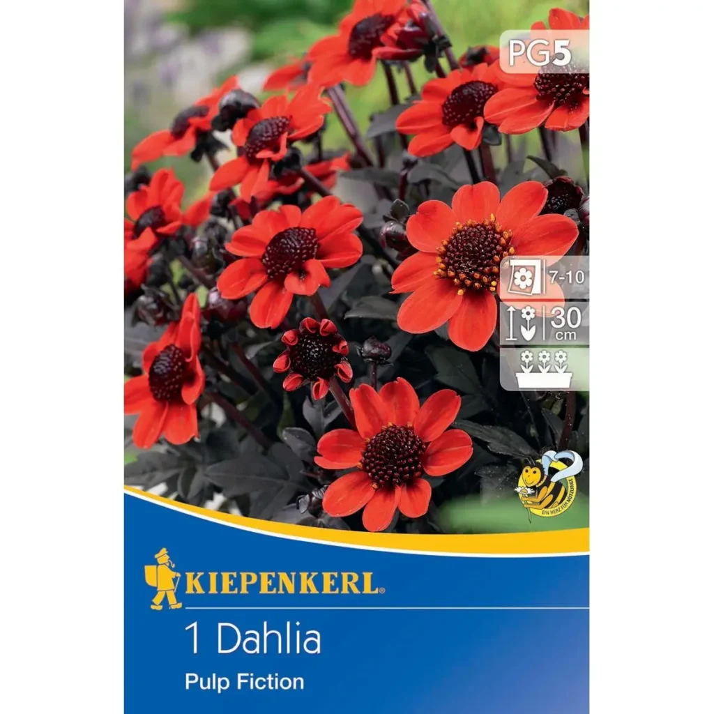 Kiepenkerl Dunkellaubige Beetdahlie Pulp Fiction, elegante, dunkelviolette Blüten, ideal für bunte Rabatten und Pflanzkästen.