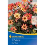 Dunkellaubige Beetdahlie Star Wars