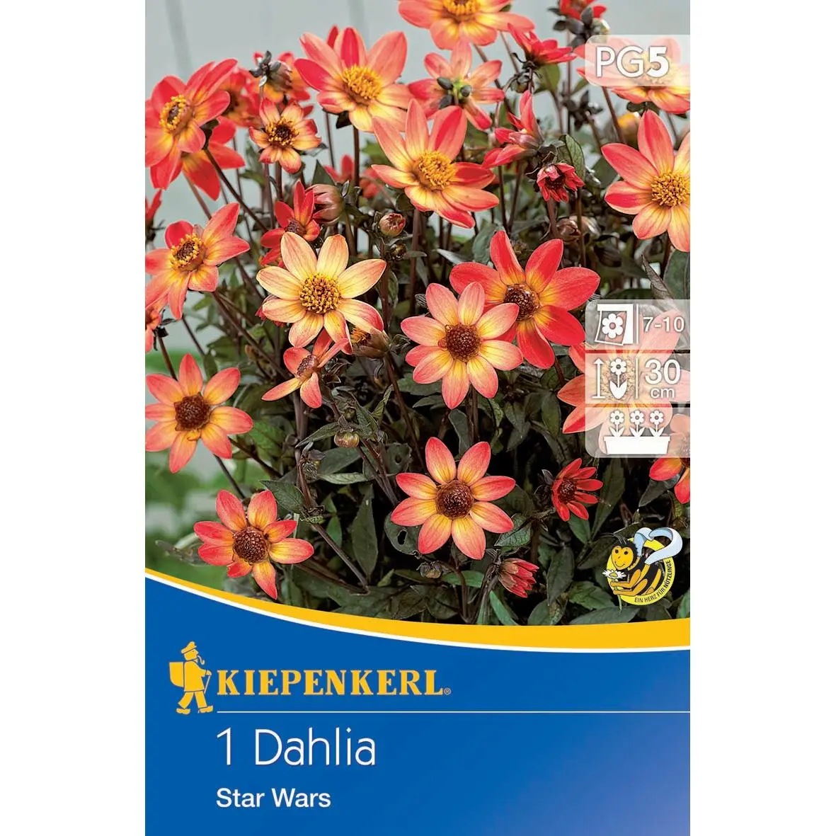 Dunkellaubige Beetdahlie Star Wars 1 Kiepenkerl Dunkellaubige Beetdahlie Star Wars, attraktive Blüten in kräftigem Rot, ideal für lebendige Gärten und verschönerte Beete.