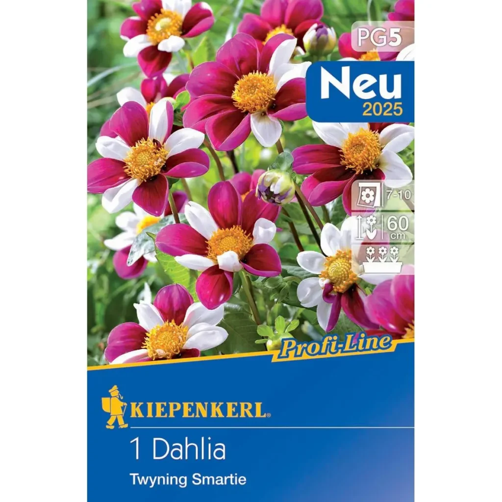 Kiepenkerl Einfachblühende Dahlie Twyning's Smartie, leuchtend pinke Blüten für sonnige Gärten, ideal für Balkonkästen und Beete.