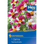 Einfachblühende Dahlie Twyning`s Smartie