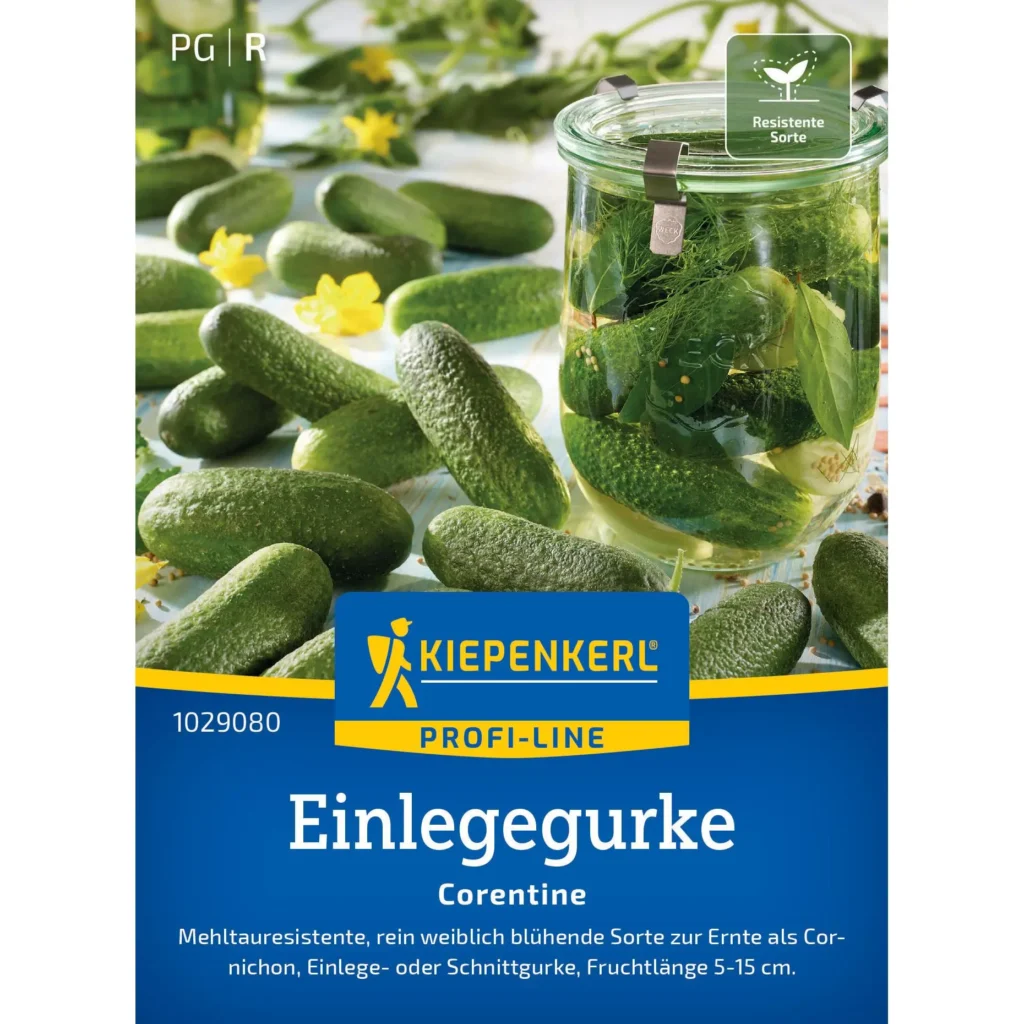 Kiepenkerl Einlegegurke Corentine F1, aromatisch und ertragreich, ideal für selbstgemachte Pickles im Garten.