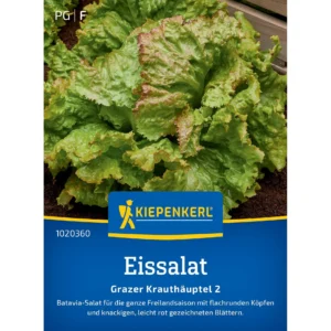 Eissalatsamen Grazer Krauthäuptel 2