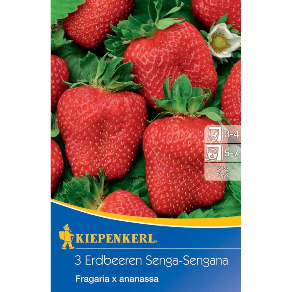 Kiepenkerl Erdbeeren Senga Sengana, aromatische Früchte, robust und ertragreich, ideal für Gärten und Balkonpflanzen.