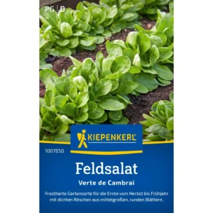 Feldsalatsamen Verte de Cambrai