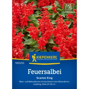 Feuersalbeisamen Scarlet King