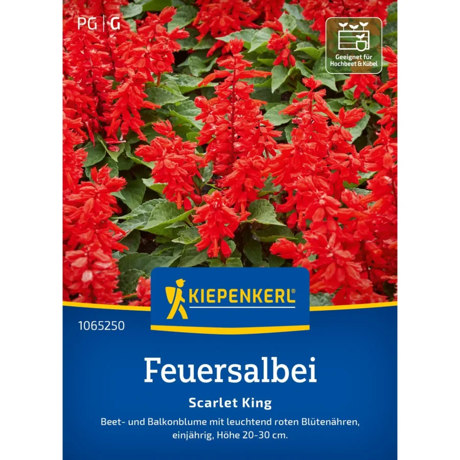 Kiepenkerl Feuersalbeisamen Scarlet King, leuchtend rote Blüten, ideal für bienenfreundliche Gärten, hervorragend für Beete und Kübel.