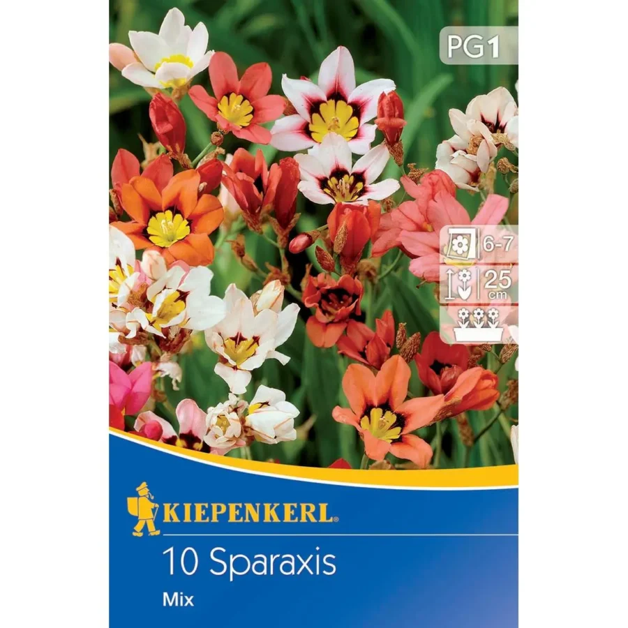 Kiepenkerl-Fransenschwertel-Mischung für blühende Gartengestaltung, pflegeleicht, ideal für sonnige Plätze und Balkonkästen.
