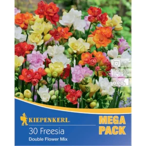 Freesien Gefüllte Mischung