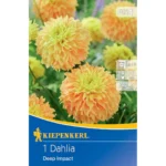 Gefranste Dekorative Dahlie Deep Impact