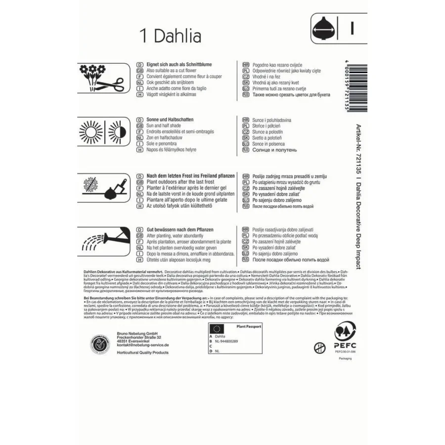 Kiepenkerl gefranste dekorative Dahlie Deep Impact, leuchtend rot, ideal für Beete und Balkonkästen, blühfreudig und pflegeleicht.
