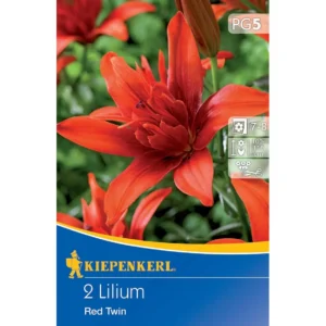 Gefüllte Lilie Red Twin
