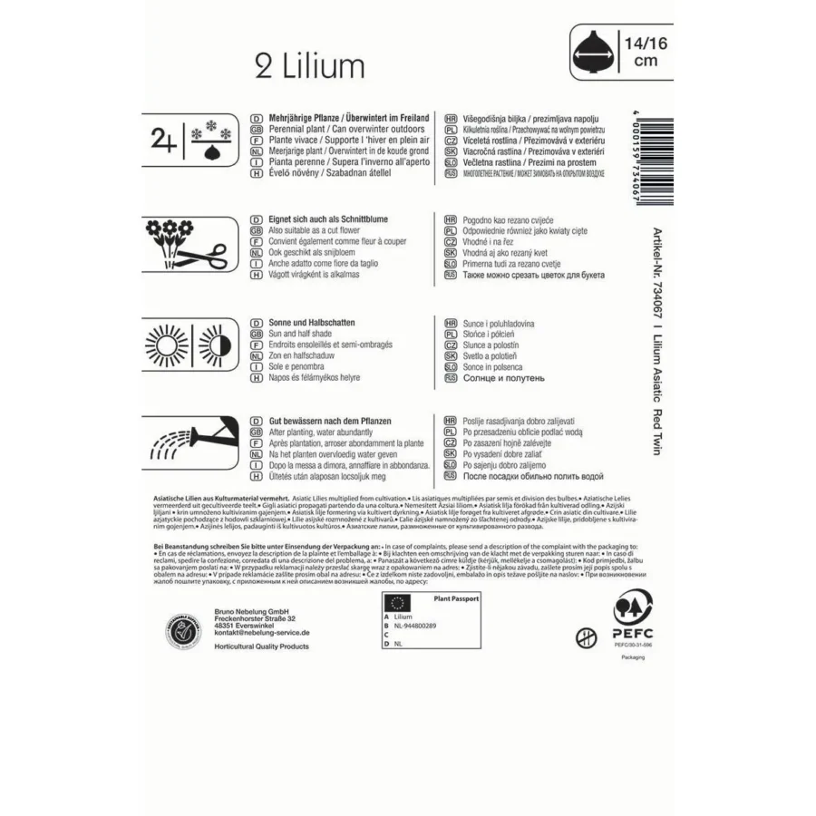 Kiepenkerl Gefüllte Lilie Red Twin, leuchtend rote Blüten, ideal für Gartenbeete und Balkon, potente Farbtupfer im Frühjahr.