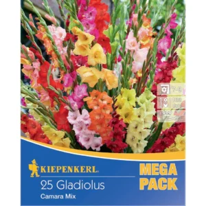 Gladiole Camara Mischung