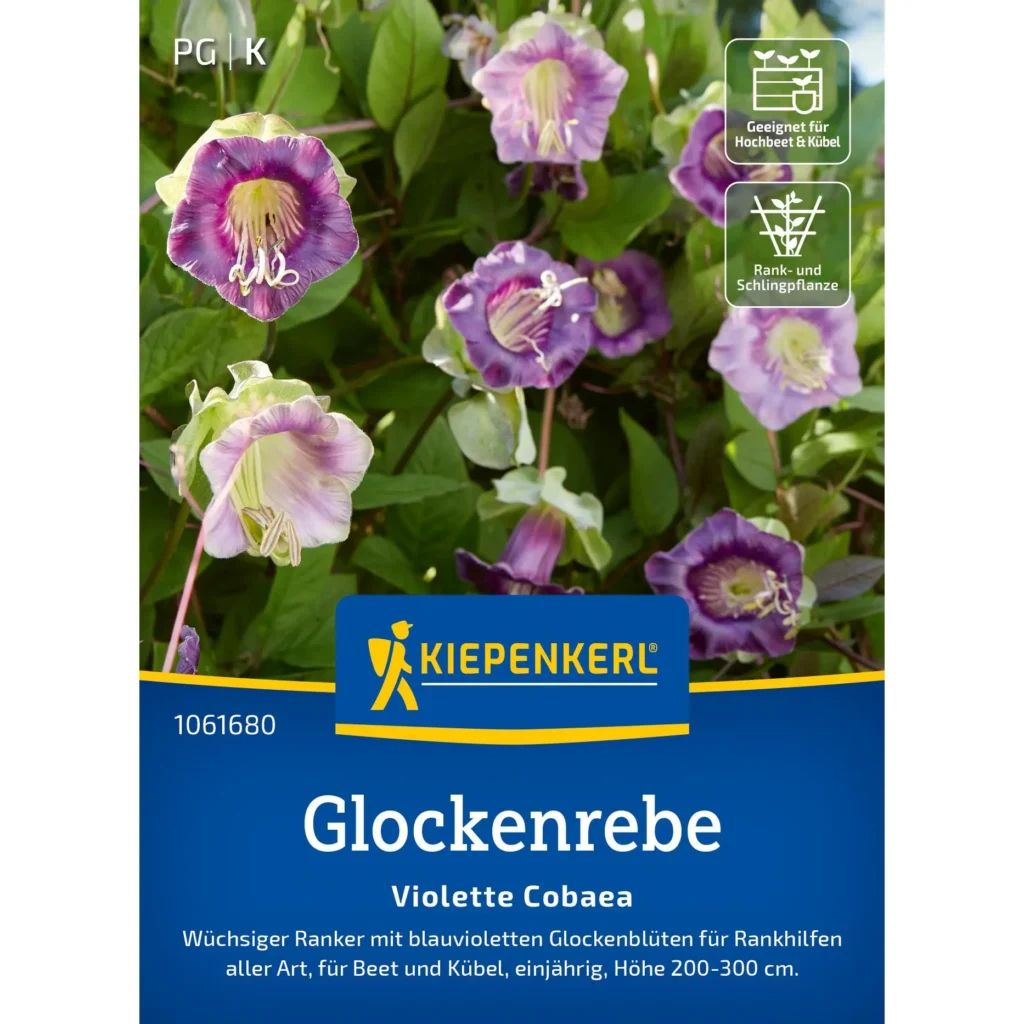 Kiepenkerl Glockenrebensamen Violette Cobaea, robust und farbenfroh, ideal für Gartenliebhaber, blüht üppig in lila Tönen.