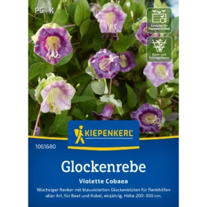 Glockenrebensamen Violette Cobaea