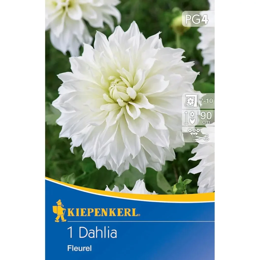 Kiepenkerl Großblütige Schmuckdahlie Fleur, brillantes Blütenmeer in leuchtendem Pink, ideal für den Garten oder Balkon, blühfreudig und pflegeleicht.