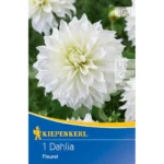 Großblütige Schmuckdahlie Fleur