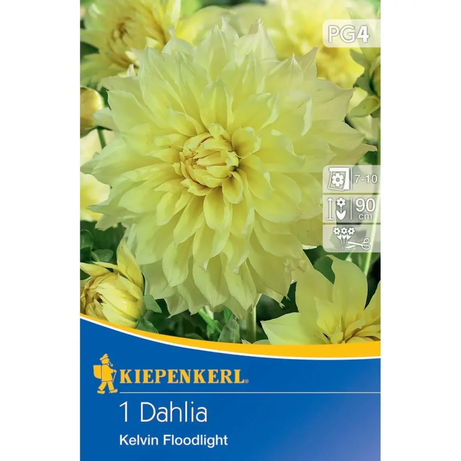 Kiepenkerl Großblütige Schmuckdahlie Kelvin Floodlight, leuchtend gelb, ideal für sommerliche Gartenarrangements, blühend von Juli bis Frost.