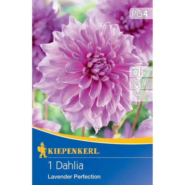 Schmuckdahlie Lavender Perfection, großblütig und farbenfroh, ideal für Beete und Kübel, blüht vom Sommer bis Herbst.