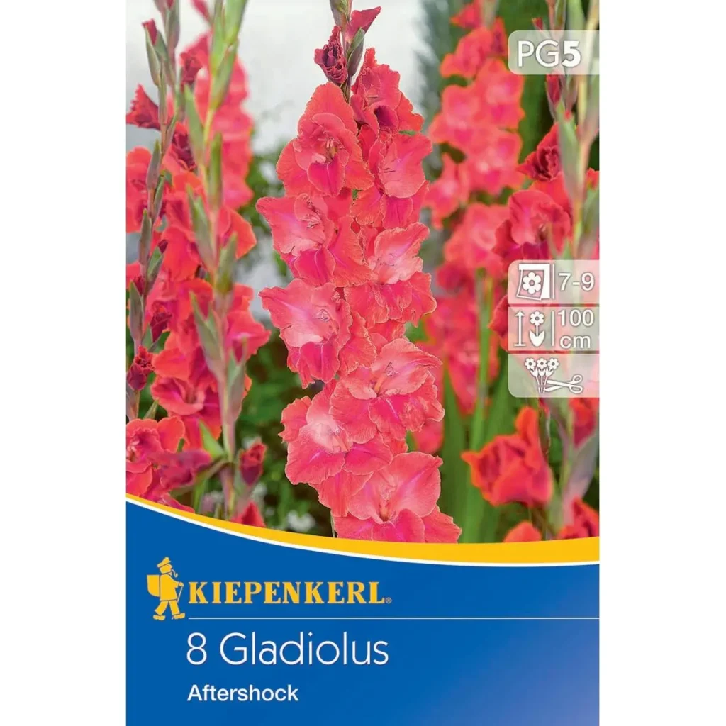 Kiepenkerl Großblumige Gladiole Aftershock, leuchtende Farbexplosion für Ihren Garten, ideal als Schnittblume, robust und pflegeleicht.