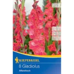 Großblumige Gladiole Aftershock