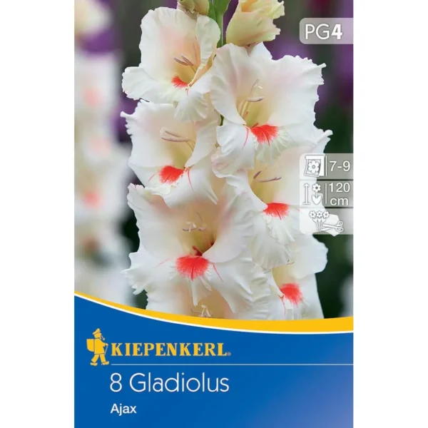 Kiepenkerl Großblumige Gladiolen Ajax, farbenfrohe Blütenpracht, ideal für üppige Gartenarrangements, 10 Knollen im Set.