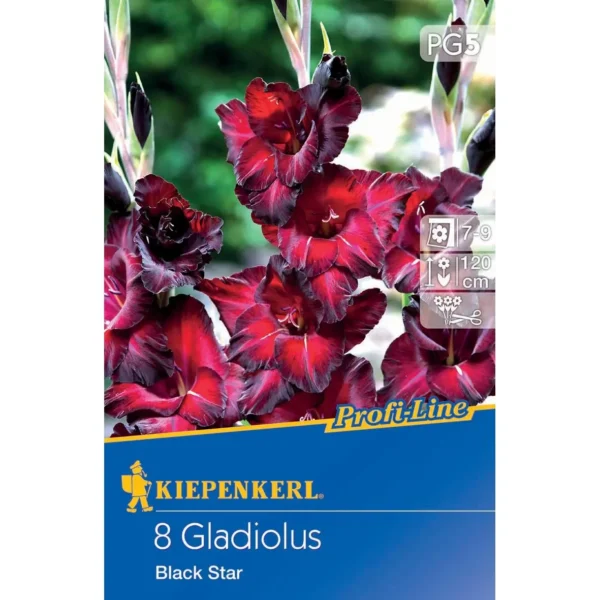 Grosblumige Gladiole Black Star, elegante schwarze Blüte, ideal für beeindruckende Gartenarrangements und Schnittblumen.
