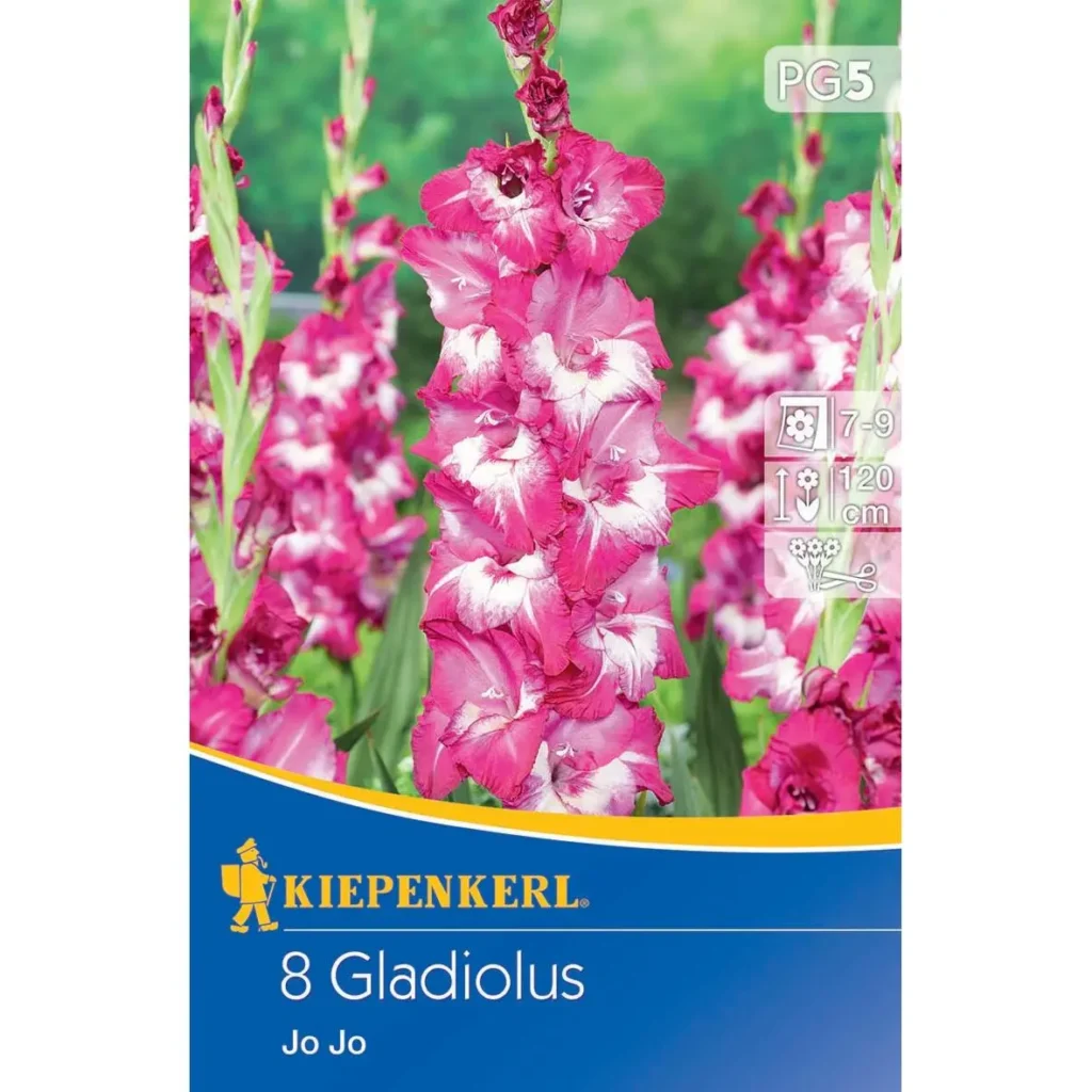 Kiepenkerl Großblümige Gladiolen Jo Jo, leuchtende Farben, ideal für prächtige Gartenarrangements, einfache Pflege.