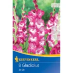 Großblumige Gladiole Jo Jo