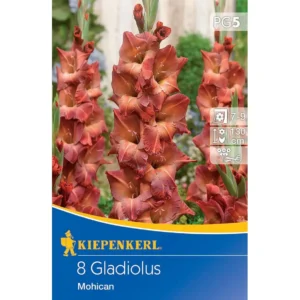 Großblumige Gladiole Mohican