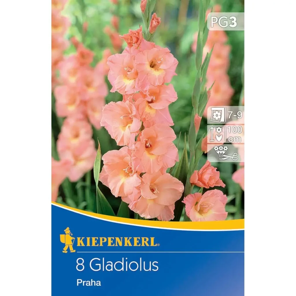 Kiepenkerl Großblumige Gladiole 'Praha', farbenfrohe Blumenzwiebeln, ideal für üppige Gartenbeete und Schnittblumen, robust und langlebig.