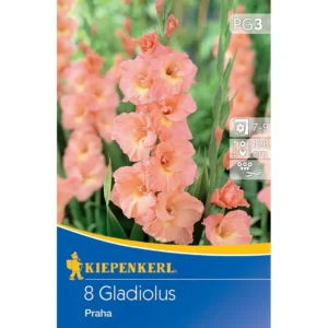 Großblumige Gladiole Praha