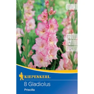 Großblumige Gladiole Priscilla