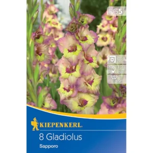Großblumige Gladiole Sapporo
