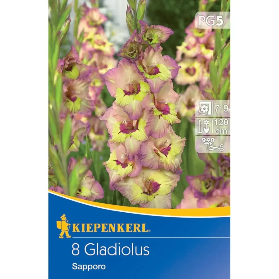 Kiepenkerl Großblumige Gladiole Sapporo, elegante blühende Zwiebelpflanze in prächtigen rosa und weißen Tönen, ideal für farbenfrohe Gartenarrangements und Schnittblumen.