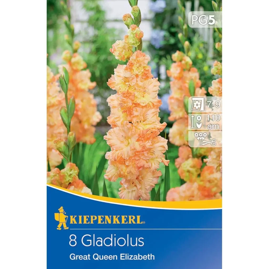 Kiepenkerl Großblumige Gladiole The Great Queen Elisabeth 1, leuchtend rosa Blüten, ideal für üppige Gartenarrangements, 10 Zwiebeln.