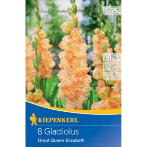 Großblumige Gladiole The Great Queen Elisabeth