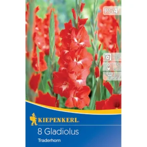 Großblumige Gladiole Traderhorn