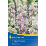 Großblumige Gladiole Violet Heart