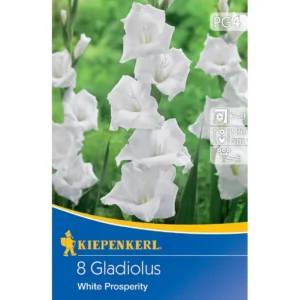 Großblumige Gladiole White Prosperity