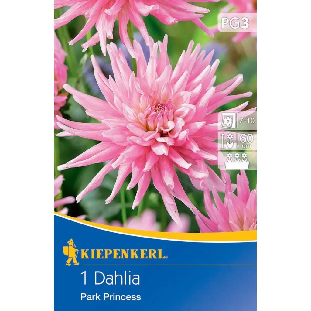 Kiepenkerl Beetdahlie Park Princess, leuchtend pink, blühend von Sommer bis Frost, ideal für bunte Beete & Pflanzgefäße.