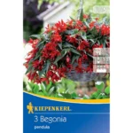 Hängende Knollenbegonie Rot