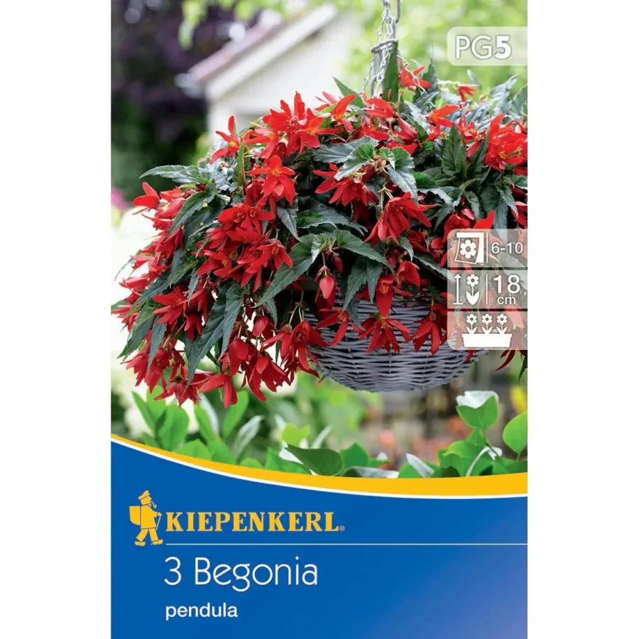 Kiepenkerl Hängende Knollenbegonie rot, leuchtende Blütenpracht, ideal für Balkonkästen, pflegeleicht und robust.