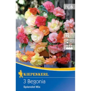 Hängende Knollenbegonie Splendid Mix