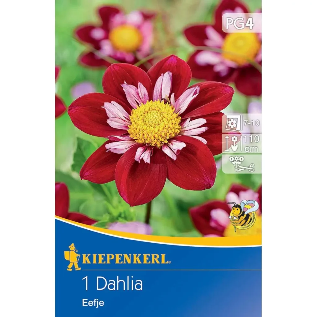 Kiepenkerl Halskrausen-Dahlie 'Eefje', leuchtend orange, ideal für bunte Gartenbeete, bringt Freude in jeden Outdoor-Bereich.