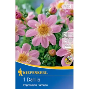 Halskrausen-Dahlie Impression Famoso