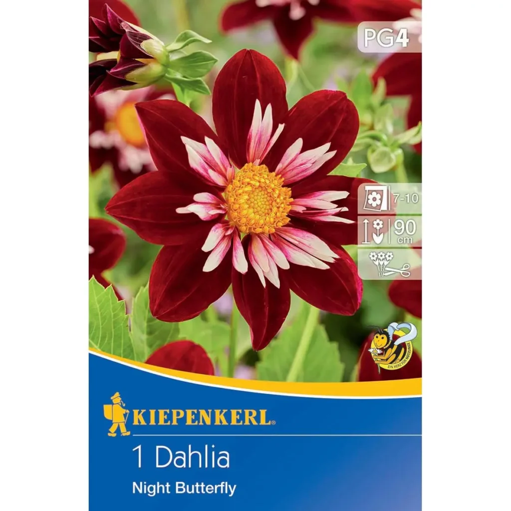 Kiepenkerl Halskrausen-Dahlie Night Butterfly, elegante dunkle Blüten, ideal für auffällige Gartenakzente, robust und pflegeleicht.