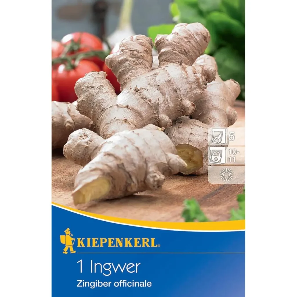 Kiepenkerl Ingwer-Zingiber officinalis, gesunder Bio-Pflanzenwurzel, ideal für Tees und asiatische Küche, 60 cm hoch, optimal bei warmen Temperaturen.